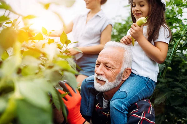 Grootvader Die Groenten Verbouwt Met Kleinkinderen Familie Boerderij — Stockfoto