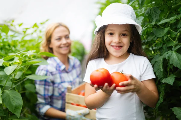 Família Agricultores Cultivando Hortaliças Com Crianças Familiares Fazenda — Fotografia de Stock