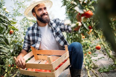 Erkek yakışıklı bir çiftçi onun sera bahçeden taze domates toplama