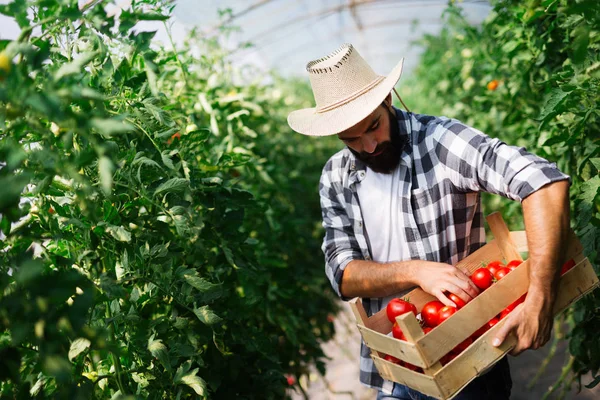 Male Handsome Farmer Picking Fresh Tomatoes His Hothouse Garden — Stock Photo, Image