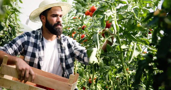 Maschio Bello Contadino Raccogliendo Pomodori Freschi Dal Suo Giardino Serra — Foto Stock