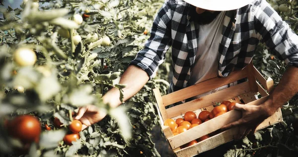 Male Handsome Farmer Picking Fresh Tomatoes His Hothouse Garden — Stock Photo, Image