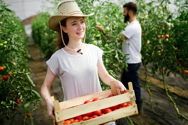 Young Happy Couple Farmers Working Greenhouse — Stock Photo, Image