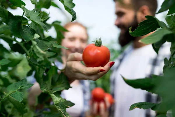 Freundliches Team Erntet Frisches Gemüse Aus Dem Gewächshausgarten Und Der — Stockfoto