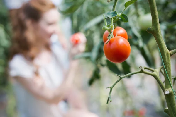 Beautiful Woman Working Tomato Greenhouse — Stock Photo, Image