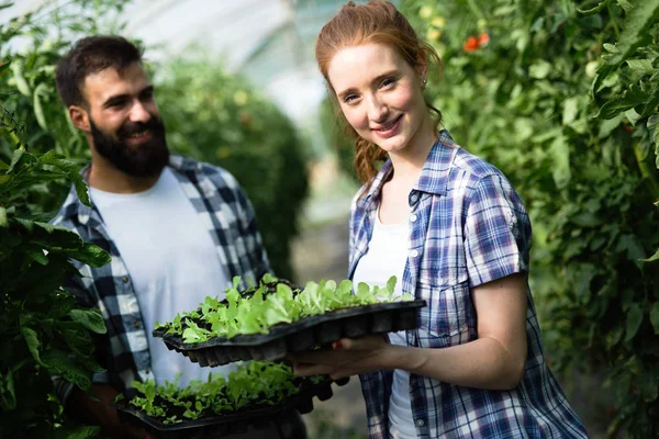 Twee Jonge Glimlachende Mensen Werken Kas Met Spruiten Plant Concept — Stockfoto