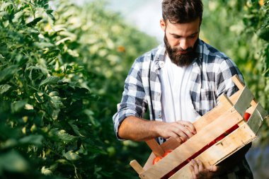 Erkek yakışıklı bir çiftçi onun sera bahçeden taze domates toplama