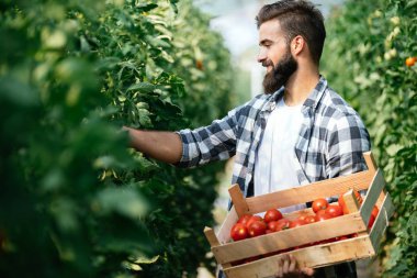 Erkek yakışıklı bir çiftçi onun sera bahçeden taze domates toplama