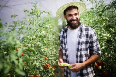 Beyaz çiftçi onun sera bahçeden taze kırmızı biber toplama