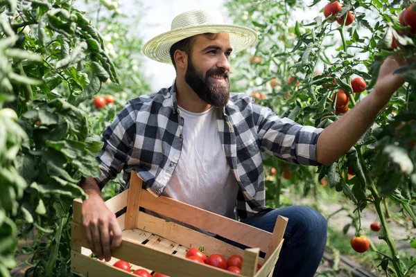 Mannlig Kjekk Bonde Som Plukker Ferske Tomater Fra Hagen Sin – stockfoto