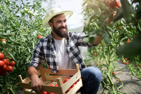Maschio Bello Contadino Raccogliendo Pomodori Freschi Dal Suo Giardino Serra — Foto Stock