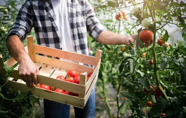 Worker Harvests Tomatoes Greenhouse Transparent Polycarbonate — Stock Photo, Image