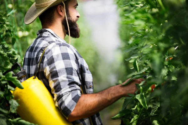 Freundlicher Jungbauer Bei Der Arbeit Gewächshaus — Stockfoto