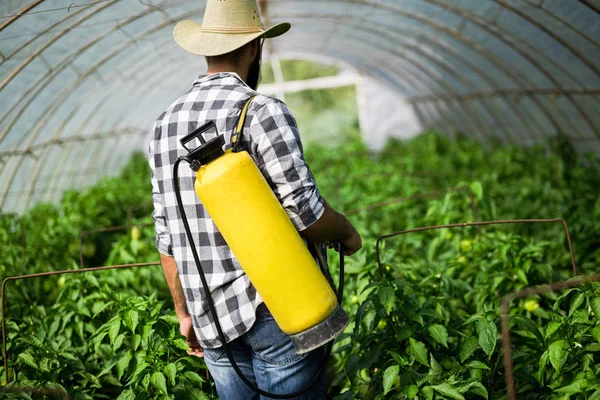 Castratie Van Groenten Met Water Een Levende Plant Gewasbeschermingsmiddelen Zoals — Stockfoto