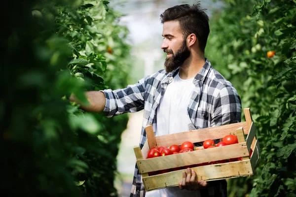 Jonge Aantrekkelijke Man Oogst Tomaat Kas — Stockfoto