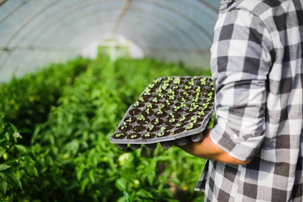 Bonde Plantering Unga Plantor Grönsakslandet — Stockfoto