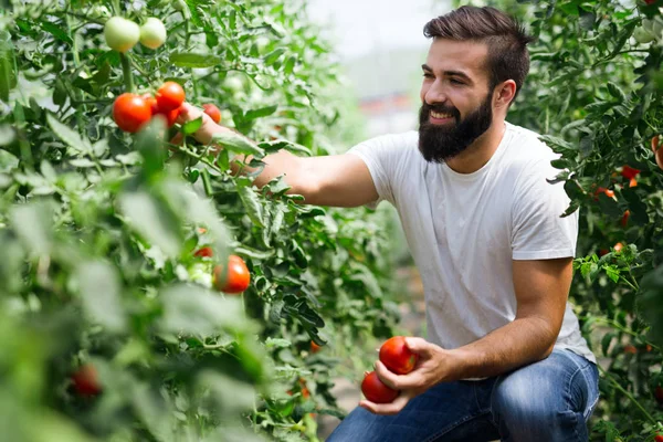 Atractivo Feliz Agricultor Masculino Trabajando Invernadero — Foto de Stock