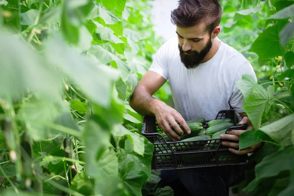 Beau Fermier Vérifiant Concombre Dans Une Serre — Photo