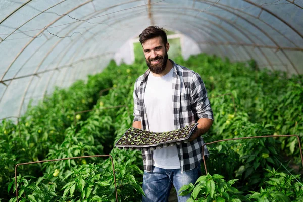Trevlig Ung Jordbrukare Jobbet Växthus — Stockfoto