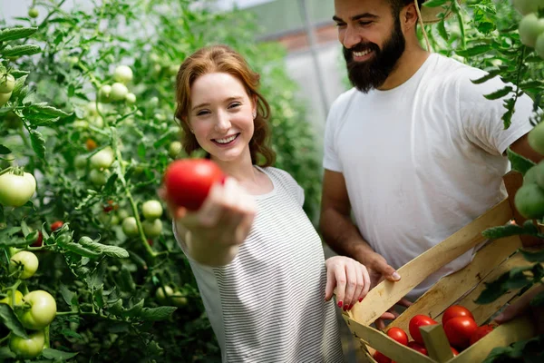 Mulher Bonito Homem Planta Tomate Hothouse — Fotografia de Stock