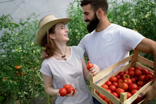 Twee Slimme Mensen Werken Een Kas — Stockfoto