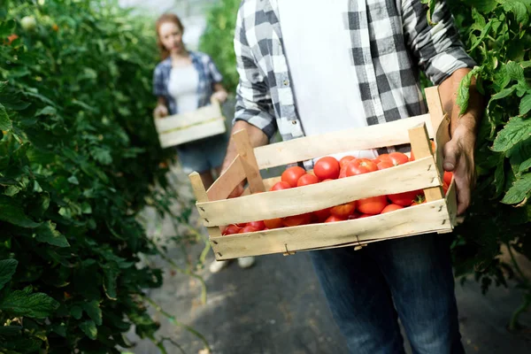 Aantrekkelijke Jongeman Oogsten Van Tomaten Serre — Stockfoto