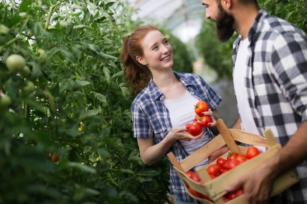 Cute Woman Man Tomato Plant Hothouse — Stock Photo, Image