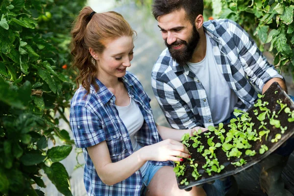 Giovani Coppie Che Coltivano Verdure Una Serra Moderna — Foto Stock