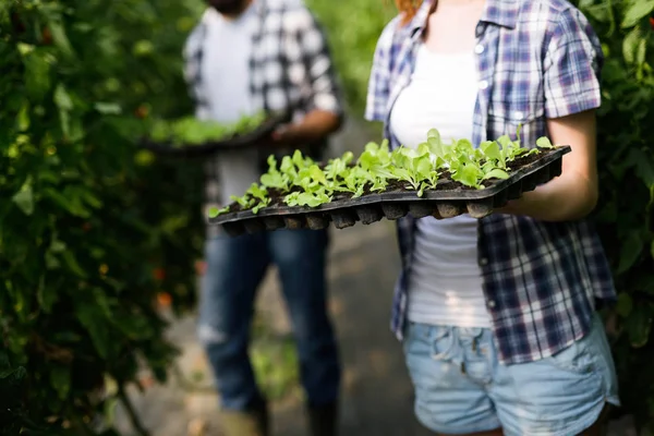 Mujer Linda Hombre Planta Tomate Invernadero — Foto de Stock