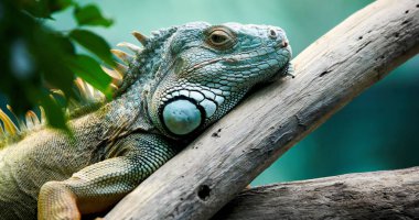 Closeup dalı üzerinde güzel Yeşil İguana