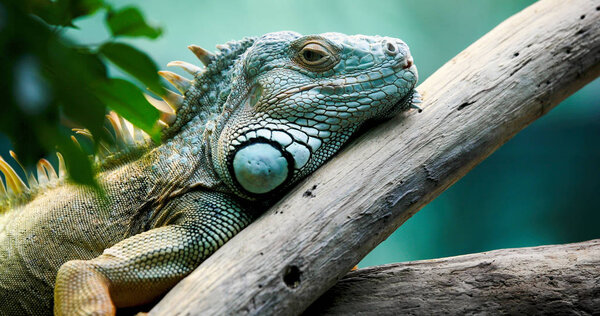 Closeup of beautiful green Iguana on branch