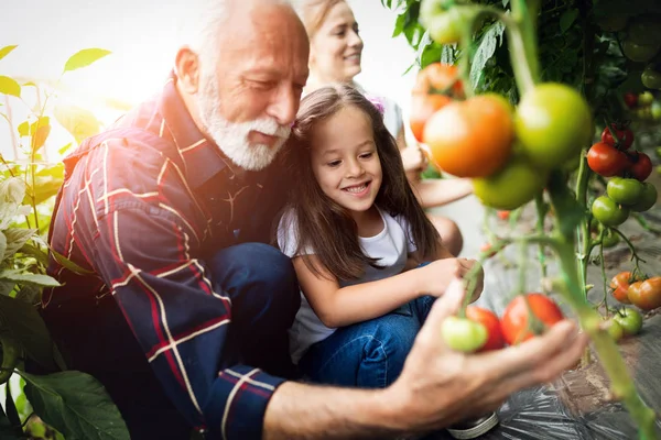 Avô Cultivando Legumes Com Netos Família Fazenda — Fotografia de Stock