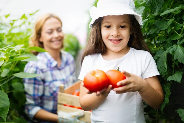 Landbouwersfamilie Die Groenten Verbouwt Met Kind Gezin Boerderij — Stockfoto