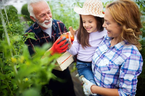 Grand Père Cultivant Des Légumes Avec Ses Petits Enfants Famille — Photo