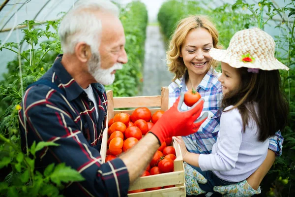 Grootvader Die Groenten Verbouwt Met Kleinkinderen Familie Boerderij — Stockfoto