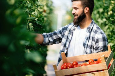 Erkek yakışıklı bir çiftçi onun sera bahçeden taze domates toplama