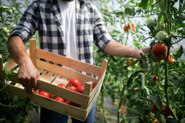 Olgunlaşma domates bir sera içinde hasat