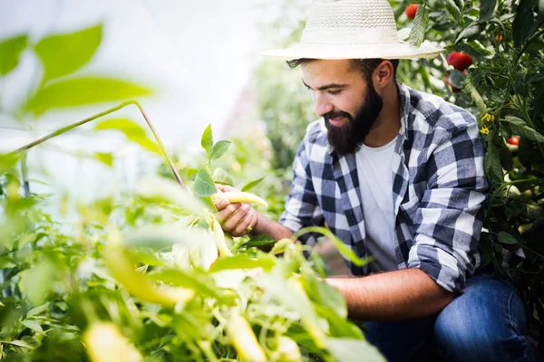 Granjero Caucásico Recogiendo Pimentón Fresco Jardín Invernadero — Foto de Stock