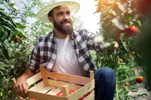 Campesino Caucásico Recogiendo Tomates Frescos Jardín Invernadero —  Fotos de Stock