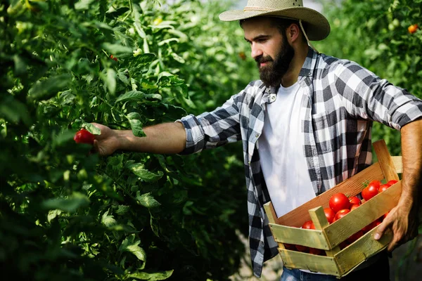 Amistoso Joven Agricultor Trabajo Invernadero — Foto de Stock