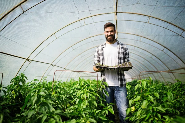 Hansome Ung Arbetstagare Plantering Tomater Fröplanta Ett Växthus — Stockfoto