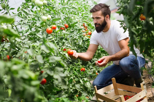 Manliga Stilig Bonde Plocka Färska Tomater Från Hans Drivhus Trädgård — Stockfoto