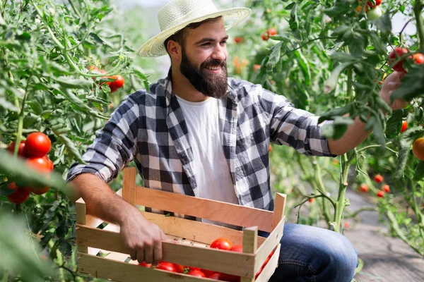 Campesino Caucásico Recogiendo Tomates Frescos Jardín Invernadero —  Fotos de Stock