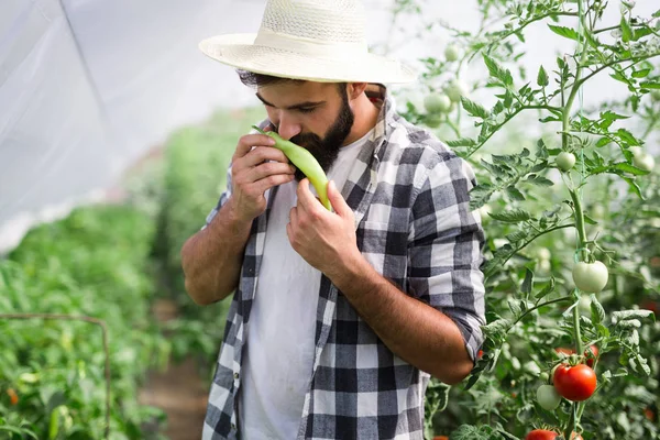 Amistoso Joven Agricultor Trabajo Invernadero — Foto de Stock