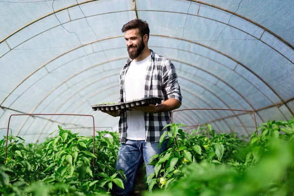 Joven Haciendo Trabajo Planta Invernadero — Foto de Stock