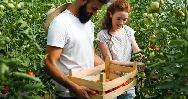 在温室工作的年轻快乐的农民夫妇 — 图库照片