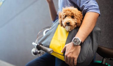 Sevimli köpek yavrusu çekim kapatın