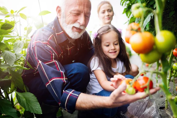 Avô Cultivando Legumes Com Netos Família Fazenda — Fotografia de Stock