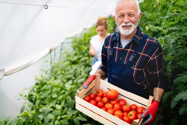 Vriendelijke Senior Boer Aan Het Werk Kas — Stockfoto