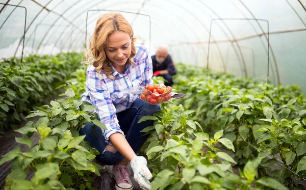 Šťastná Farmářka Pěstující Zeleninu Farmě — Stock fotografie
